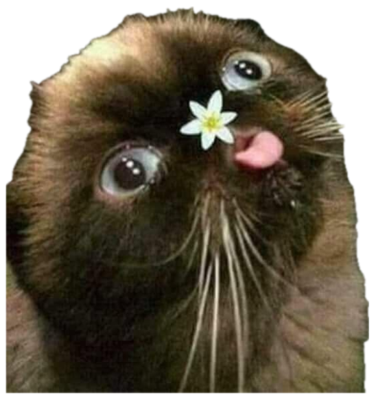Siamese cat with huge eyes holding a tiny white flower in its mouth, tongue out sticker