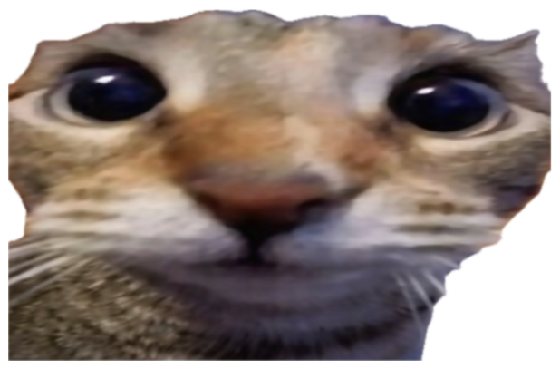 Extreme close-up of a wide-eyed cat's face captioned 'wow' sticker
