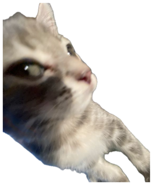 Tiny grey kitten filling the frame with one piercing side-eye aimed directly at the lens sticker