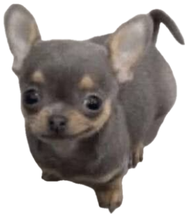 Tiny grey chihuahua puppy looking up at the camera with big hopeful eyes sticker