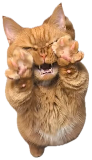 Ginger cat up on its hind legs with both paws raised, mouth wide open sticker