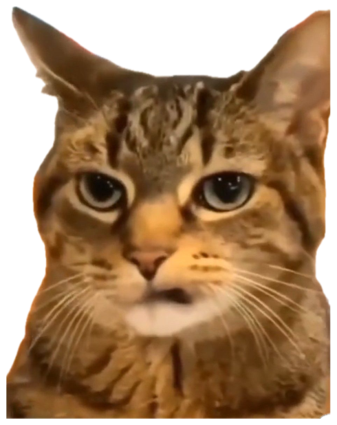 Tabby cat staring straight at the camera with a tired, mildly disappointed look sticker