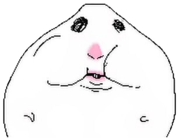 Crudely drawn round animal face with beady eyes and a tiny blank smile sticker