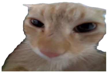 Orange cat with droopy suspicious half-closed eyes labeled 'live reaction' sticker