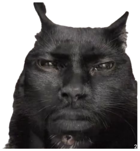 Close-up of a black cat with a stern, unimpressed human-like frown sticker