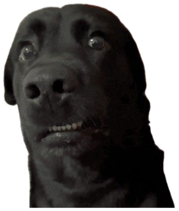 Black lab with wide bulging eyes and bared teeth looking startled sticker