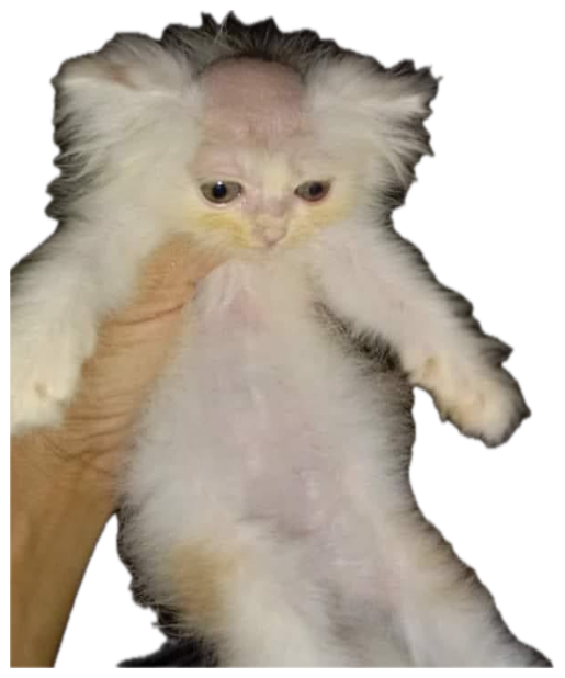 Scruffy little kitten held up in the dark, giving a grumpy unimpressed glare sticker