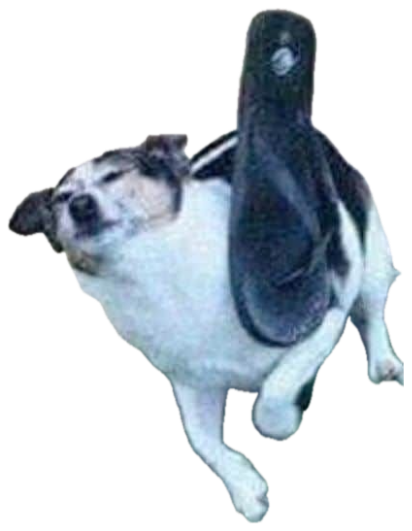 Small black-and-white dog getting smacked in the face by a flip-flop mid-action sticker