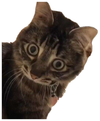 Tabby kitten with enormous saucer eyes staring straight at camera in pure shock sticker