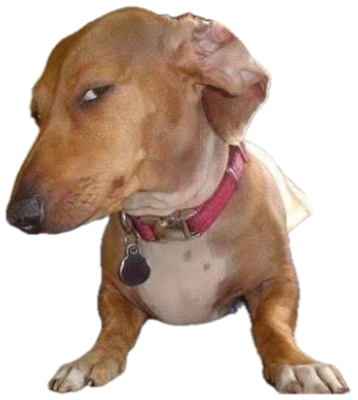 Dachshund lounging on a bed throwing a low-key smug side-eye sticker