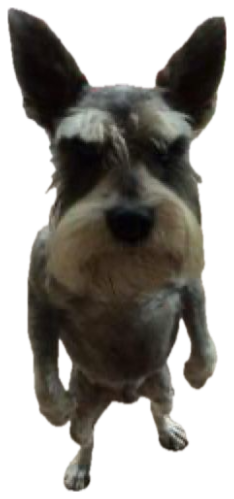 Scruffy schnauzer squinting up at the camera by an empty water bowl like it's judging you sticker