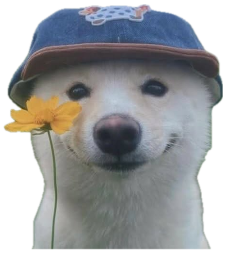 White Shiba Inu wearing a denim cap, smiling beside a yellow flower in a field sticker