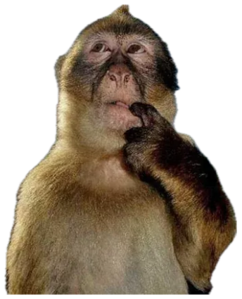 Monkey overlooking a harbor with a hand to its chin, deep in suspicious thought sticker