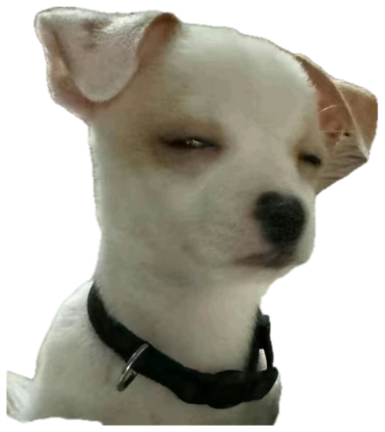 White Chihuahua with eyes half-closed lounging on a bed, absolutely unbothered sticker