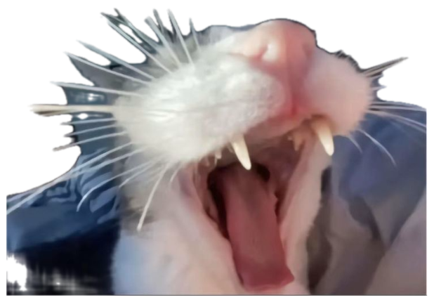 White cat mouth wide open showing fangs, captioned 'RAAAAAAAAAAAAGH' at full volume sticker