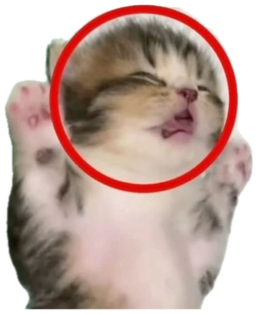 Sleepy kitten circled with a red arrow captioned 'this u???' sticker