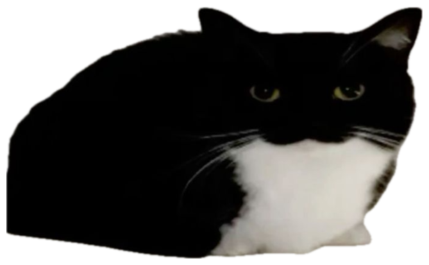 Tuxedo cat loafed up with a dead stare, captioned 'the voices are getting louder' sticker