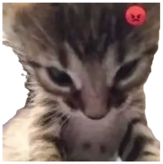 Tiny kitten with the most menacing scowl you've ever seen, angry emoji confirms it sticker