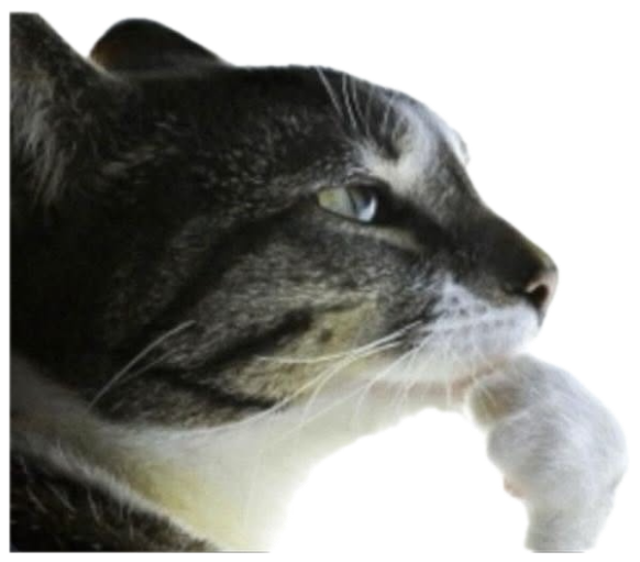 Cat in profile squinting skeptically, captioned 'is this ragebait?' sticker