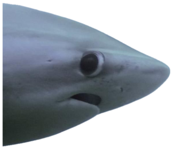 Underwater close-up of a shark's face wearing a flat, deadpan expression sticker