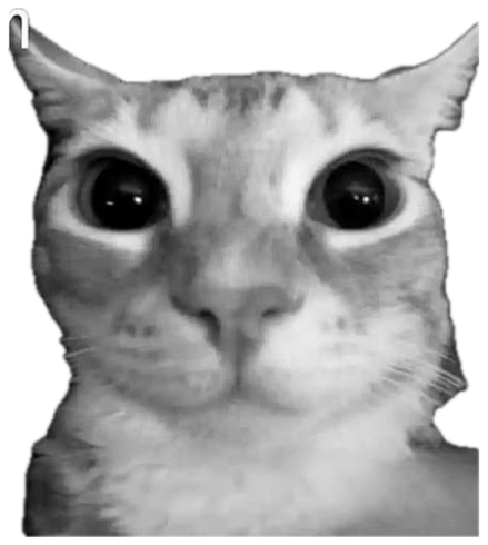 Black-and-white wide-eyed cat staring in a dark forest captioned 'I hope you get shampoo in your eyes' sticker