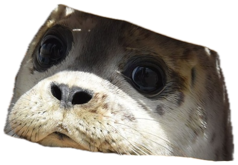 Baby seal peeking out from under a wicker basket lid with big nervous eyes sticker