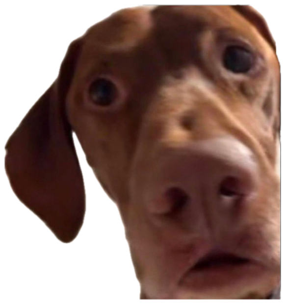 Wide-eyed dachshund leaning into the camera with a shocked, worried face sticker