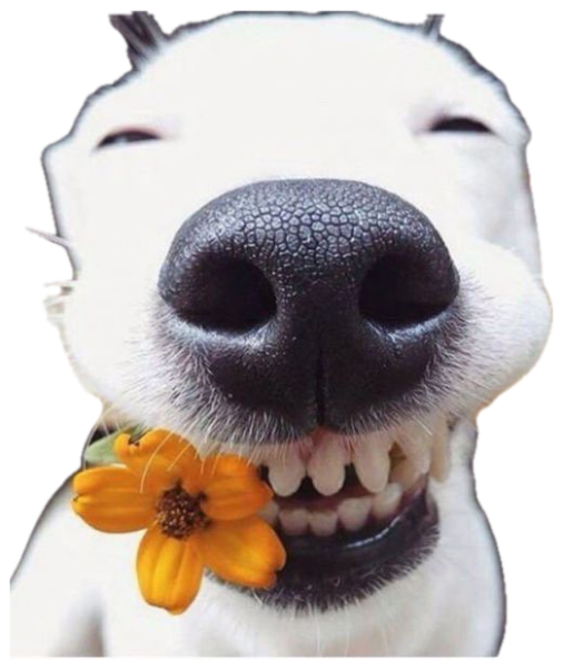 White dog beaming a toothy squint-eyed grin with a yellow flower in its mouth sticker