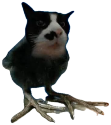 Black and white cat standing on bird feet with text 'I dont give a gaf' sticker