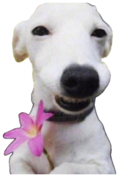 White dog with a big smug grin posing behind a pink flower sticker