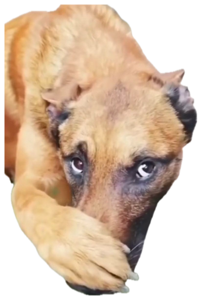 Brown dog covering its head with a paw, peeking up with big nervous guilty eyes sticker