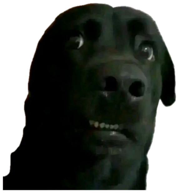 Black lab looming into the camera with wide googly eyes and a slight grimace sticker