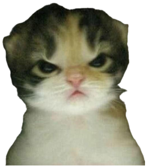 Tiny tabby kitten with deeply furrowed brows delivering maximum disapproval sticker