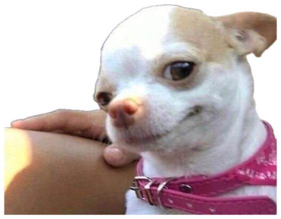 White chihuahua in a pink collar throwing a wary side-eye in a car sticker