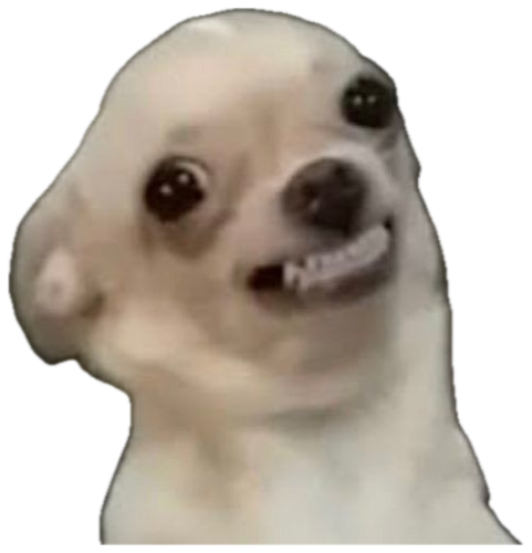 White chihuahua with a wide-eyed, toothy, slightly unhinged grin sticker