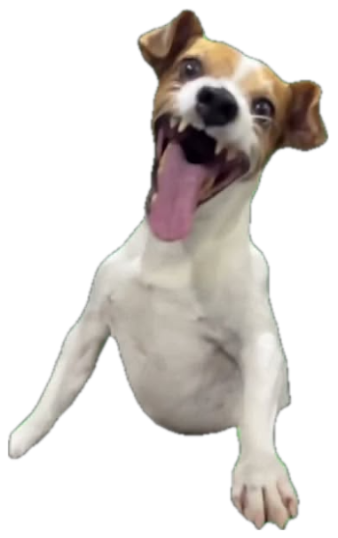 Jack Russell terrier mid-jump with tongue out, absolutely living its best life sticker