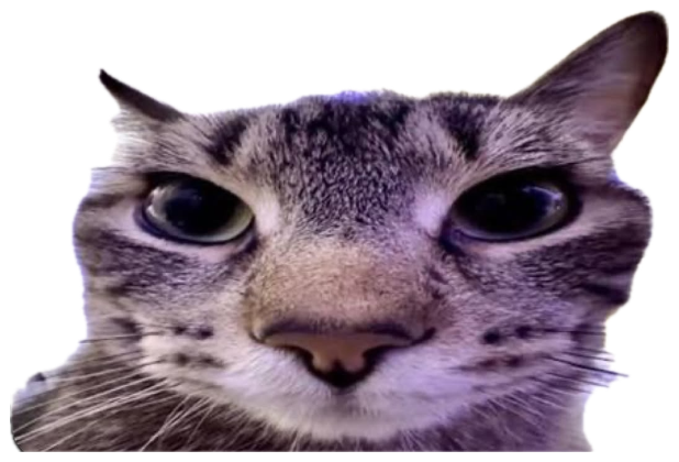 Close-up cat with a flat glare, captioned 'That's it. Im telling a trusted adult on you' sticker