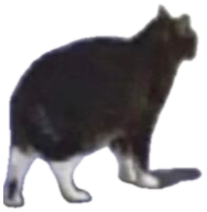 Black cat riding a skateboard through a galaxy portal with 'See ya later, Dickhead' sticker