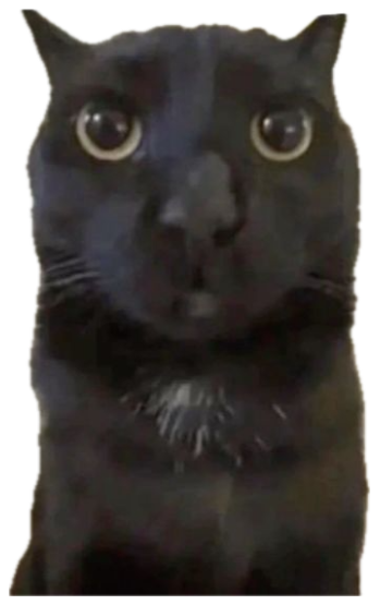 Wide-eyed black cat captioned 'Are you serious rn' with a stunned stare sticker