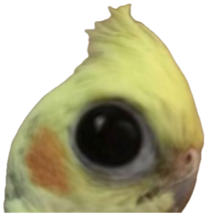 Cockatiel filling the frame with one enormous black eye staring straight at you sticker