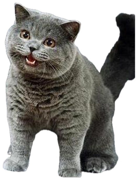Fluffy grey British Shorthair cat sitting up with wide eyes and an open little grin sticker