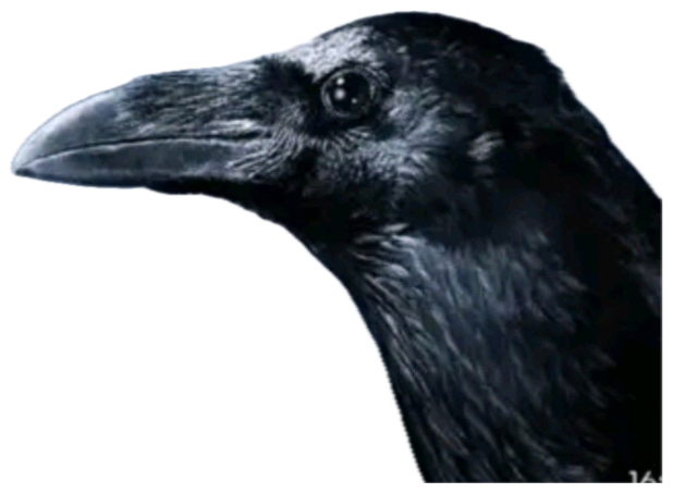 Side-profile crow staring over a math equation background captioned 'An IQ Too High?' sticker