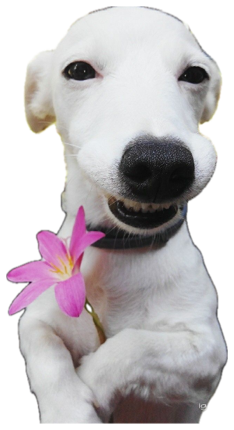 White dog grinning wide while holding a pink flower up to the camera sticker