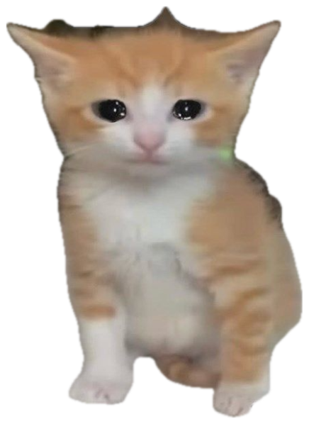 Teary-eyed orange kitten captioned 'IDC (I'm Definitely Crying)' sticker