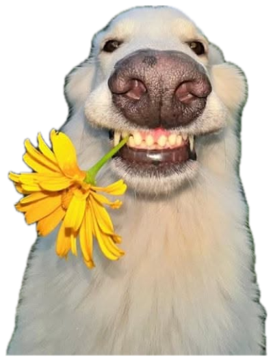 Big white fluffy dog beaming with a yellow flower in its mouth under a rainbow sticker