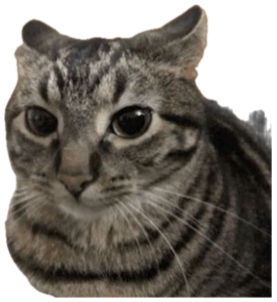 Stern tabby cat staring you down, captioned 'The weight of your sins shall crush you' sticker