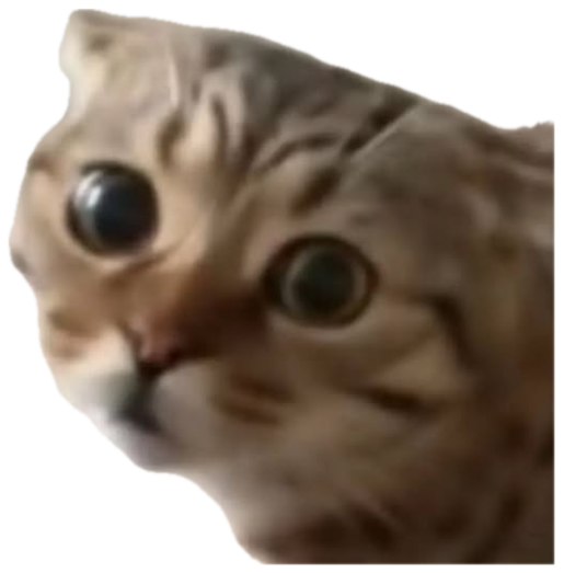 Tabby kitten looking up with huge startled eyes and a shocked expression sticker