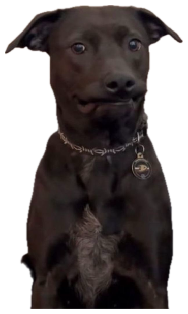 Black dog on a couch with wide startled eyes and a nervous tight-lipped face sticker