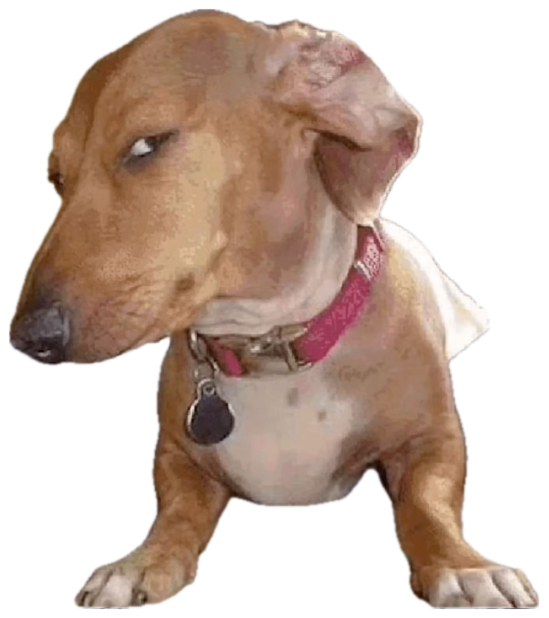 Brown and white dog with a pink collar tilting its head hard to one side sticker