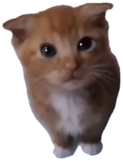 Tiny orange kitten standing on a kitchen scale that still reads zero sticker